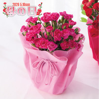 カーネーション鉢植え　ピンク