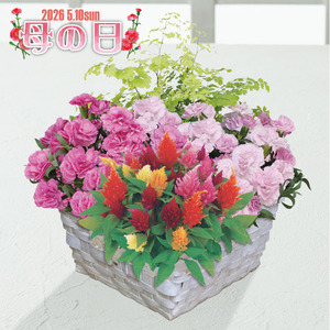 マザーズバスケット