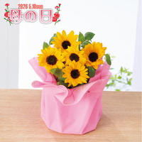 ひまわり鉢植え「サンリッチオレンジ」