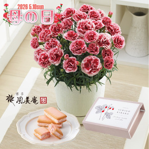 苺きららとカーネーション鉢植え 「いちごホイップ」５号のセット