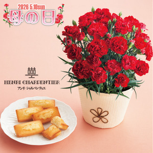 アンリシャルパンティエフィナンシェと カーネーションレッド４号セット