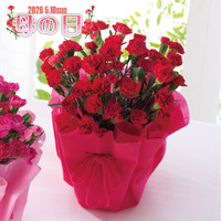 カーネーション鉢植え　赤