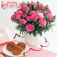 ホシファーム　カーネーション鉢植え 「ホットハート」５号＆徳島なると金時のどら焼き