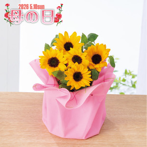 ひまわり鉢植え「サンリッチオレンジ」