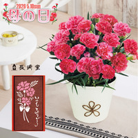 長﨑堂　母の日カステーラと カーネーション鉢植え４号のセット