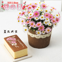 長崎堂　母の日カステーラと マーガレット鉢植さくらべーる５号のセット