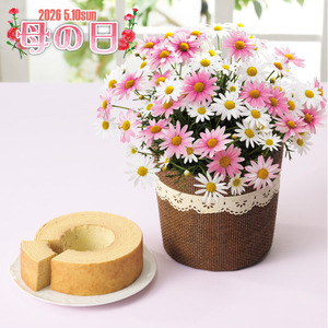 バウムクーヘンとマーガレット鉢植え 「さくらべーる」５号のセット