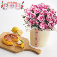 瀬戸内レモンのしっとりカステラと カーネーション鉢植え５号のセット