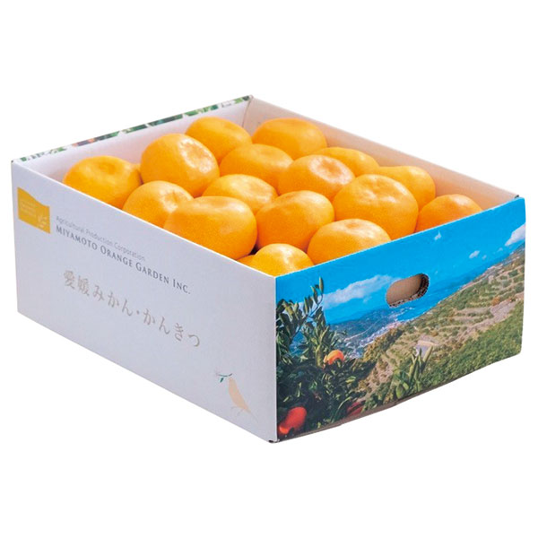 愛媛県西宇和産　温州みかん（３ｋｇ）　