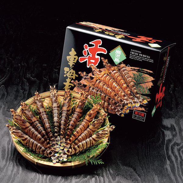 大型活き車海老（２３０ｇ）　