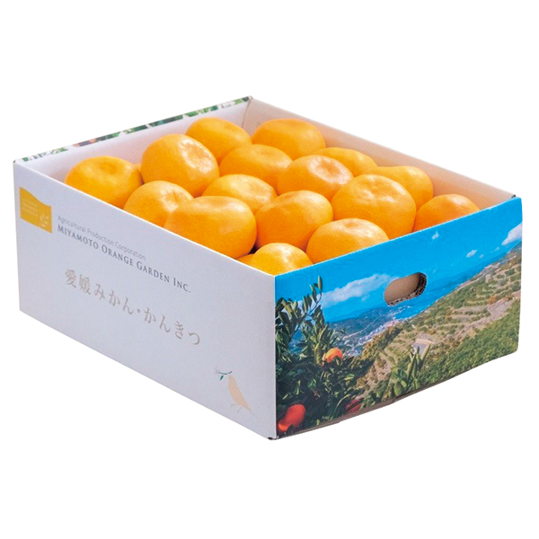 愛媛県西宇和産　温州みかん（３ｋｇ）